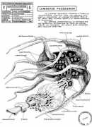 Vampyroteuthis infernalis, un traité, suivi d'un rapport de l'institut scientifique de recherche paranaturaliste, Vilèm Flusser, Zone sensible, 2015.